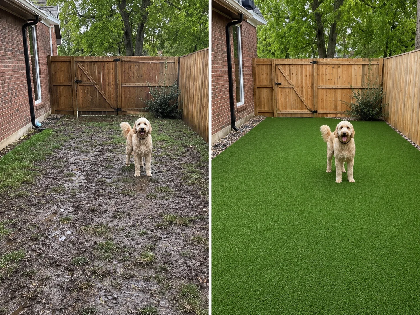 Muddy side yard before artificial turf installation and the same space after, with a dog standing on new synthetic grass